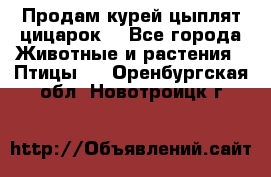 Продам курей цыплят,цицарок. - Все города Животные и растения » Птицы   . Оренбургская обл.,Новотроицк г.